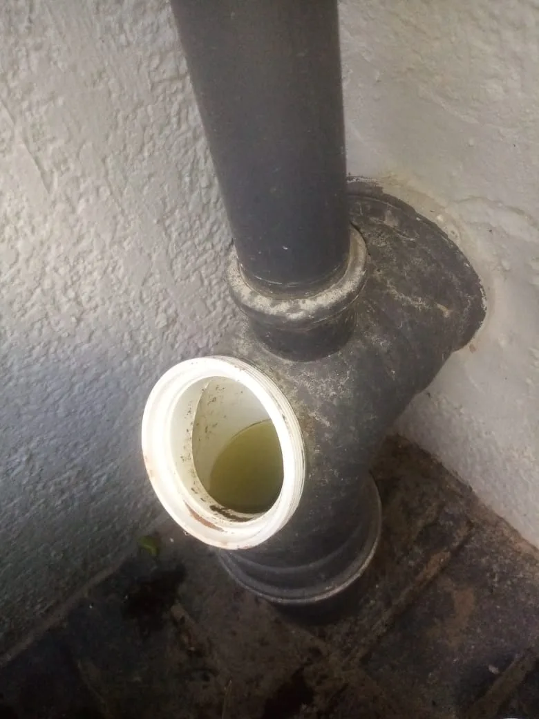 Tree roots removed from a blocked drain pipe