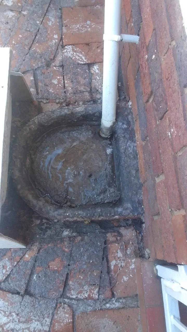 Tree roots removed from a blocked drain pipe