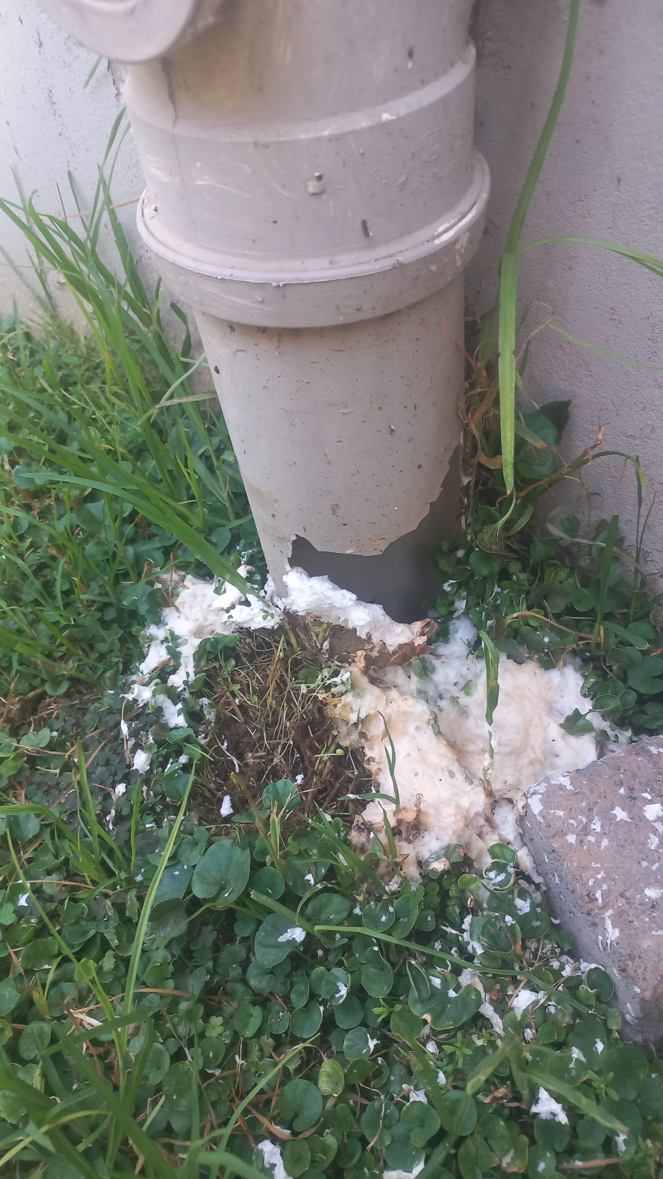 Tree roots removed from a blocked drain pipe