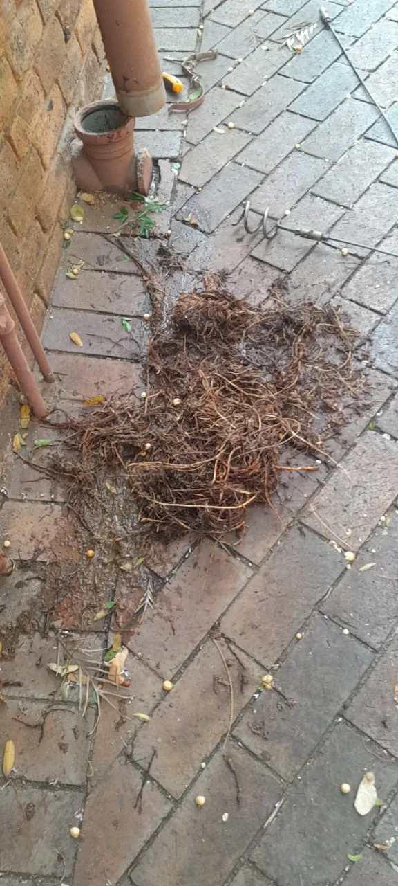 Tree roots removed from a blocked drain pipe in Brooklyn