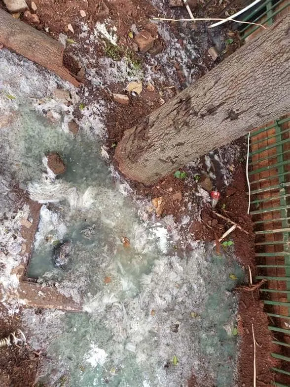 Tree roots removed from a blocked drain pipe in Constantia Park Tree roots removed from a blocked drain pipe in Constantia Park