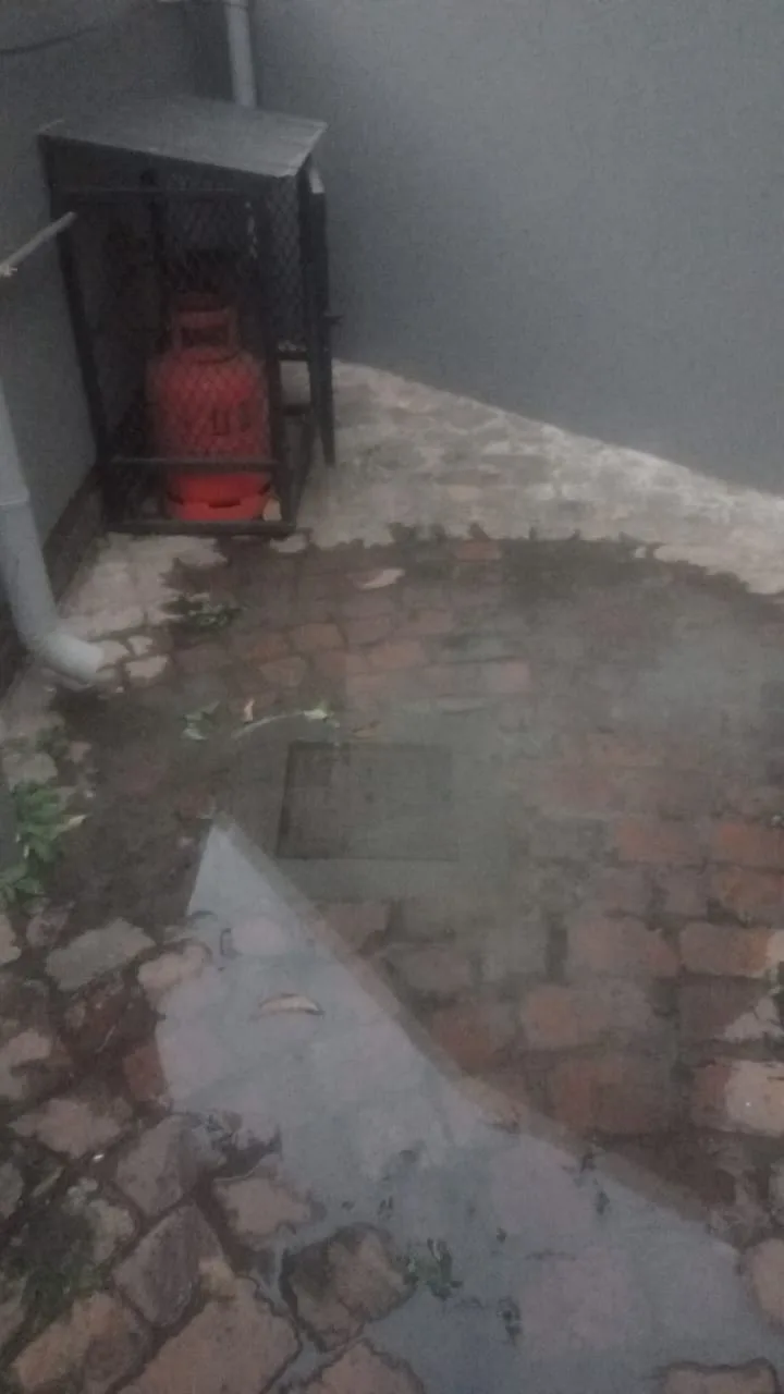Tree roots removed from a blocked drain pipe