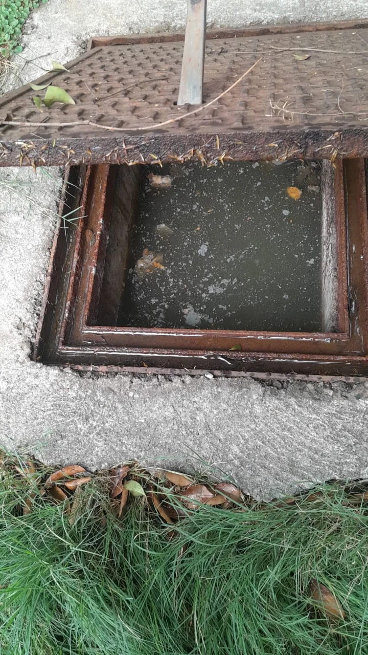 Tree roots removed from a blocked drain pipe