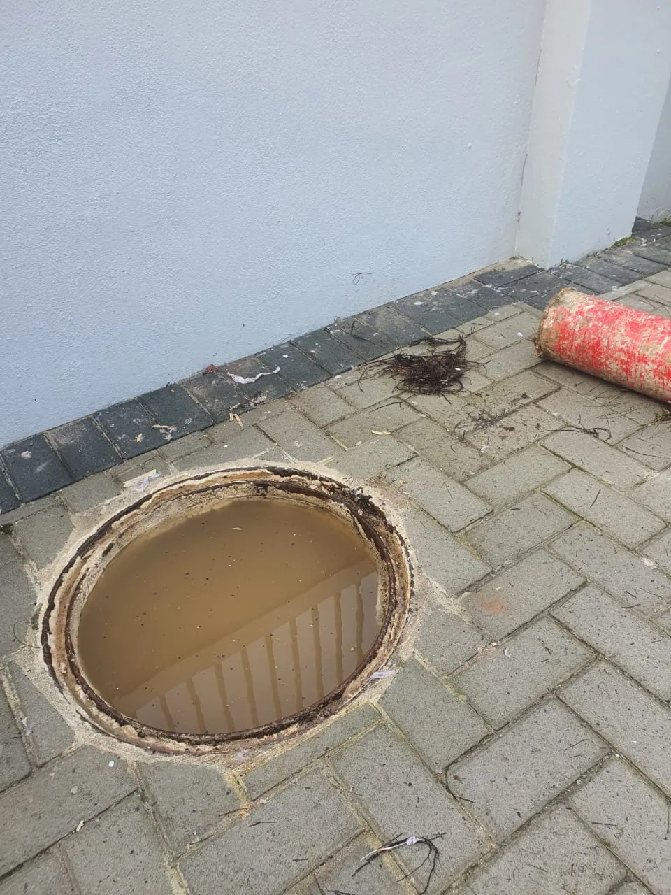 Tree roots removed from a blocked drain pipe