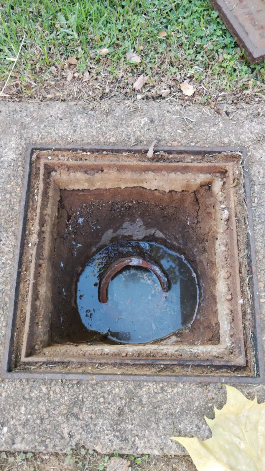 Tree roots removed from a blocked drain pipe