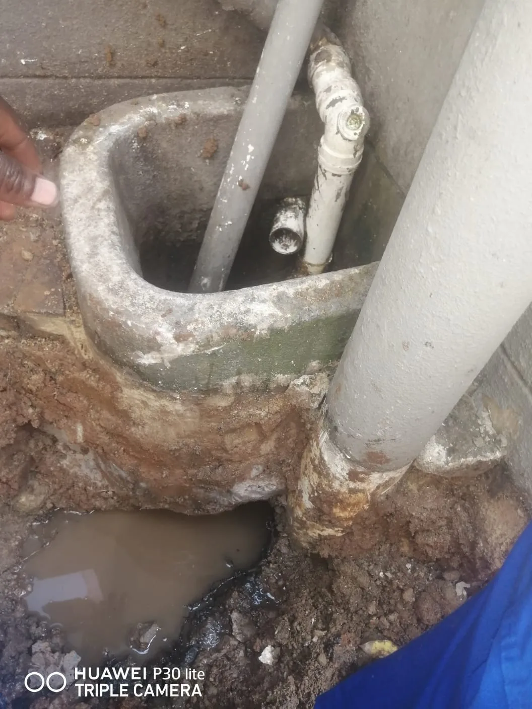 Tree roots removed from a blocked drain pipe