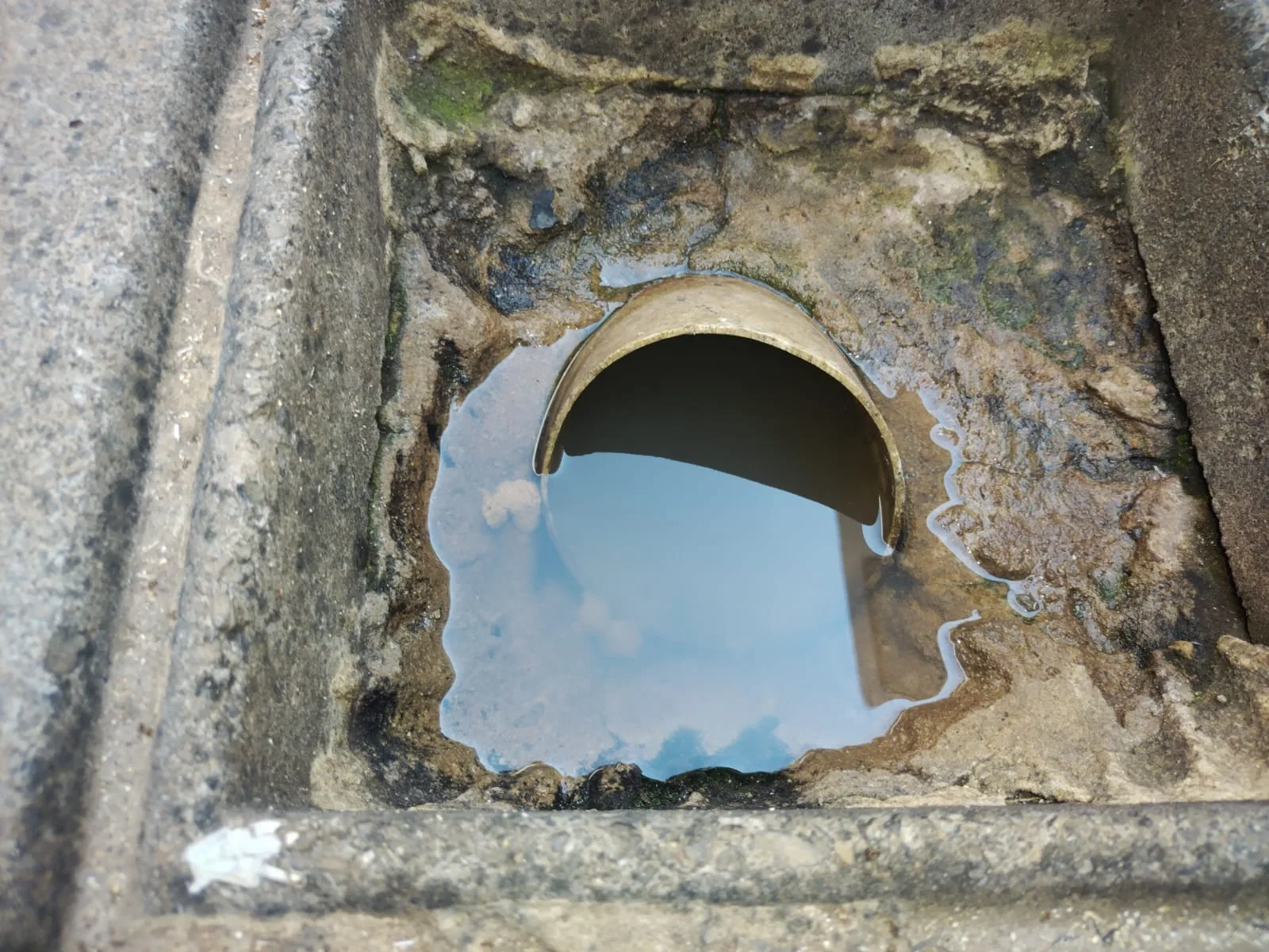 Tree roots removed from a blocked drain pipe