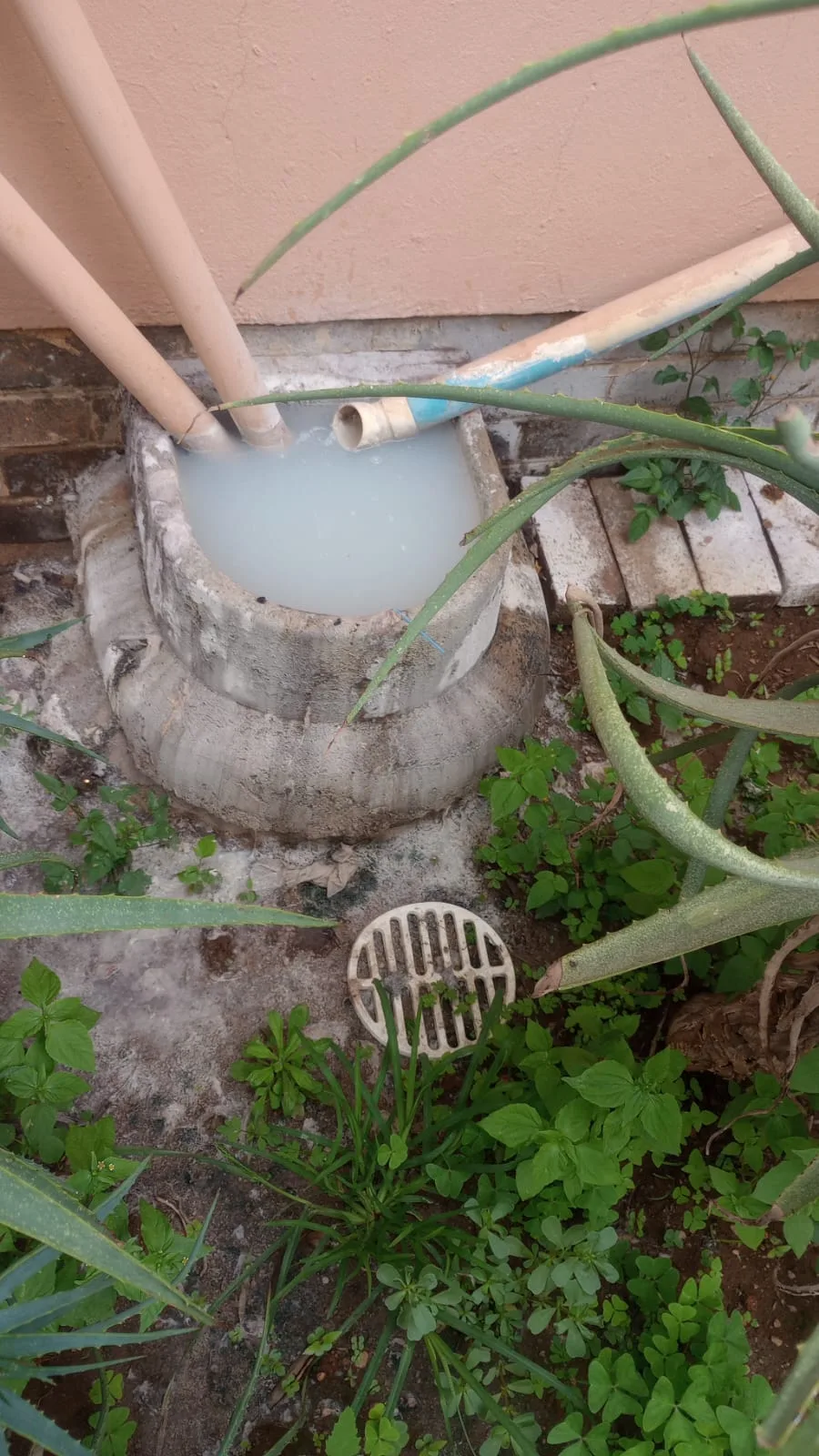 Tree roots removed from a blocked drain pipe