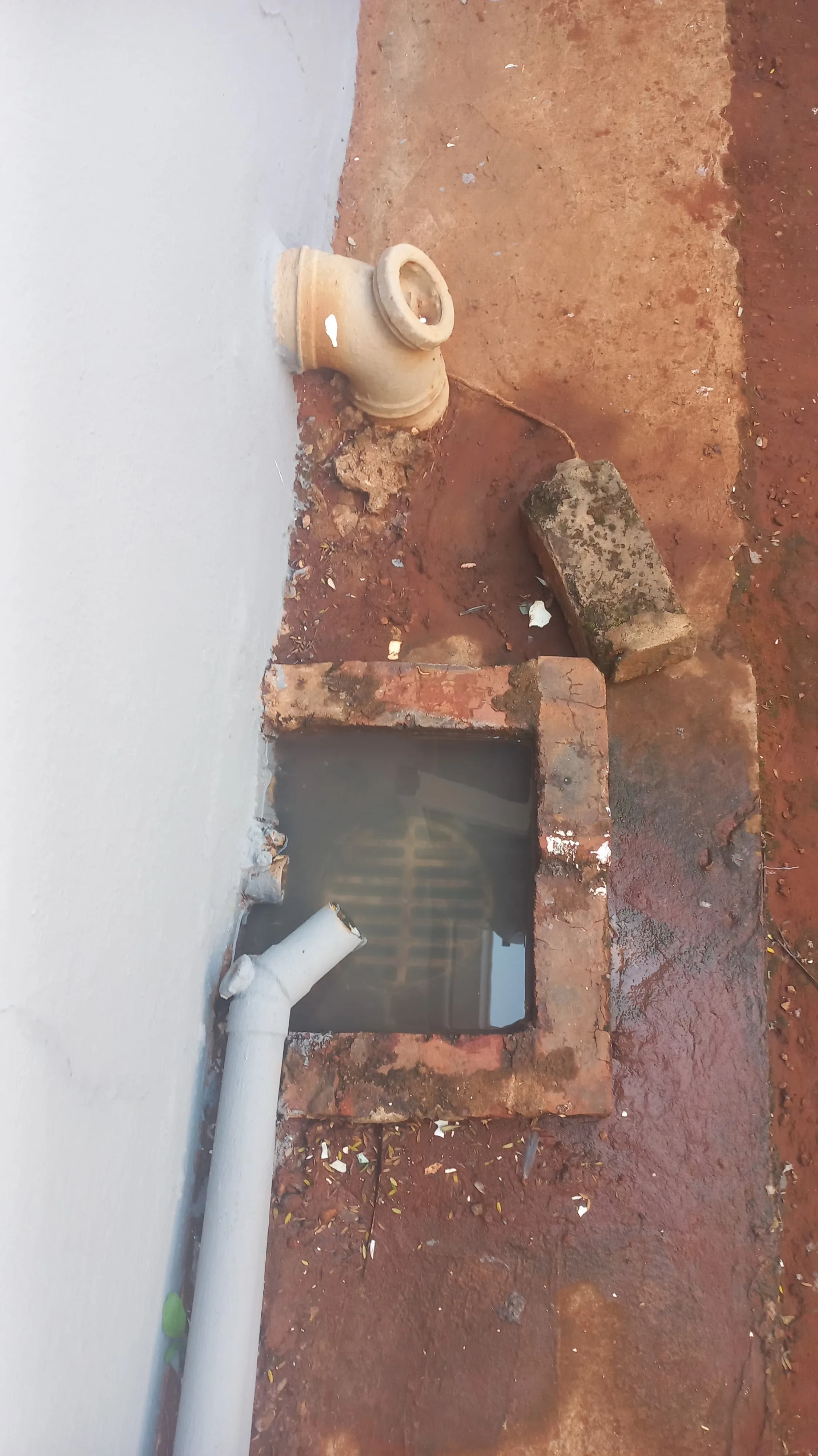 Tree roots removed from a blocked drain pipe