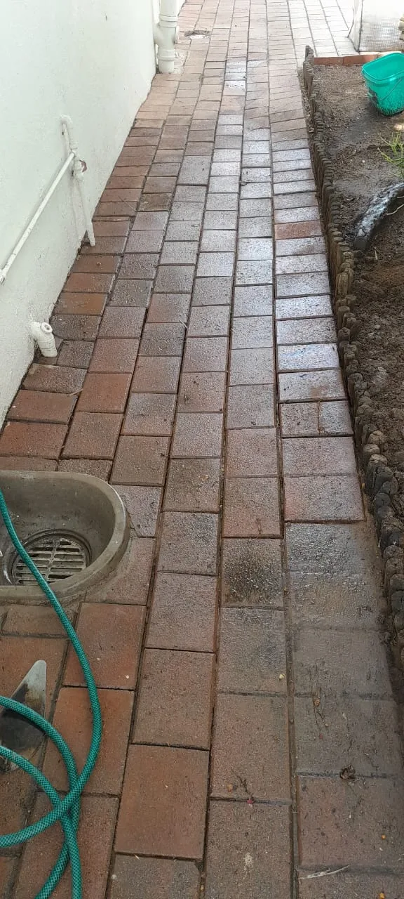 Tree roots removed from a blocked drain pipe