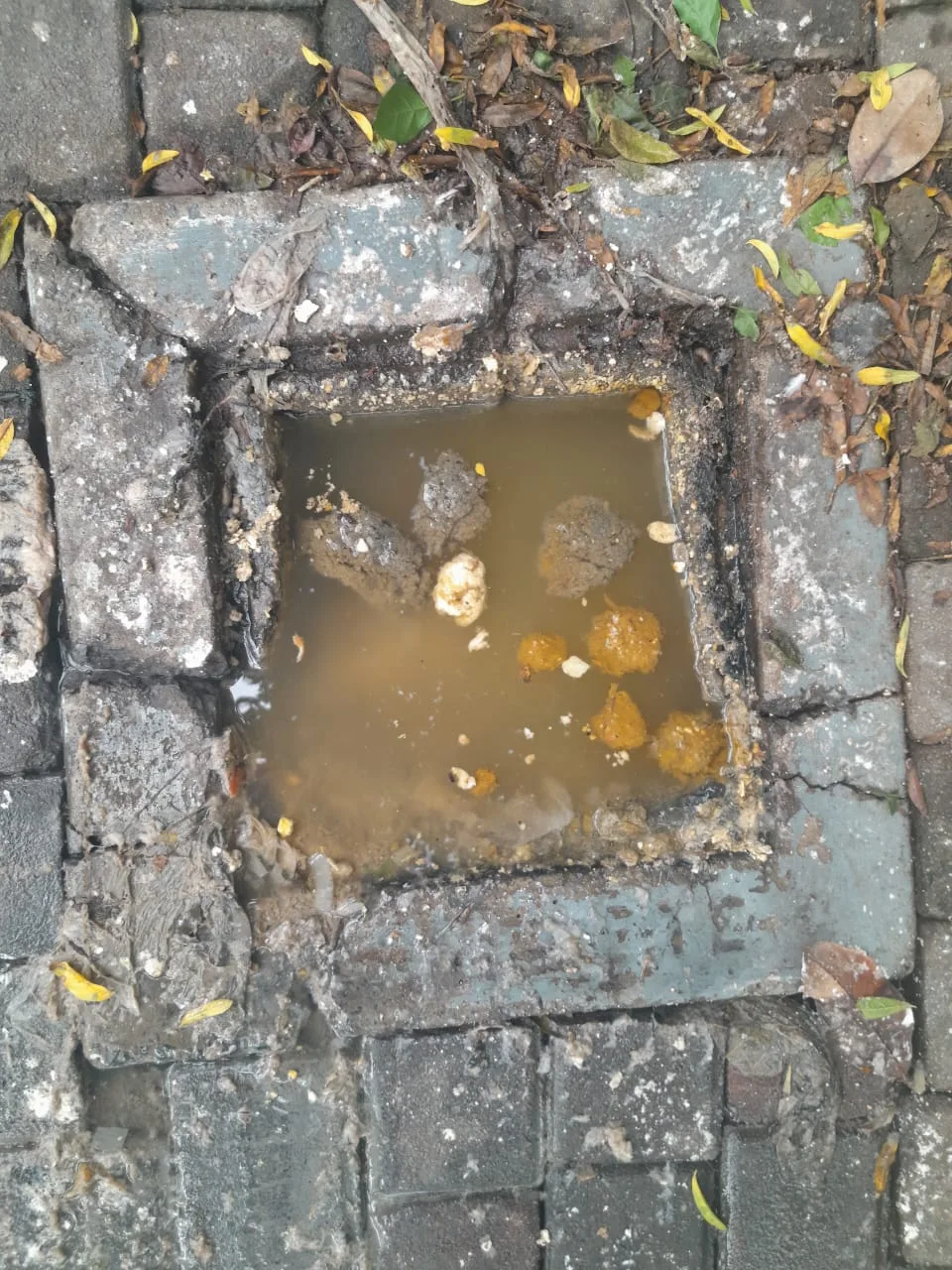 Tree roots removed from a blocked drain pipe