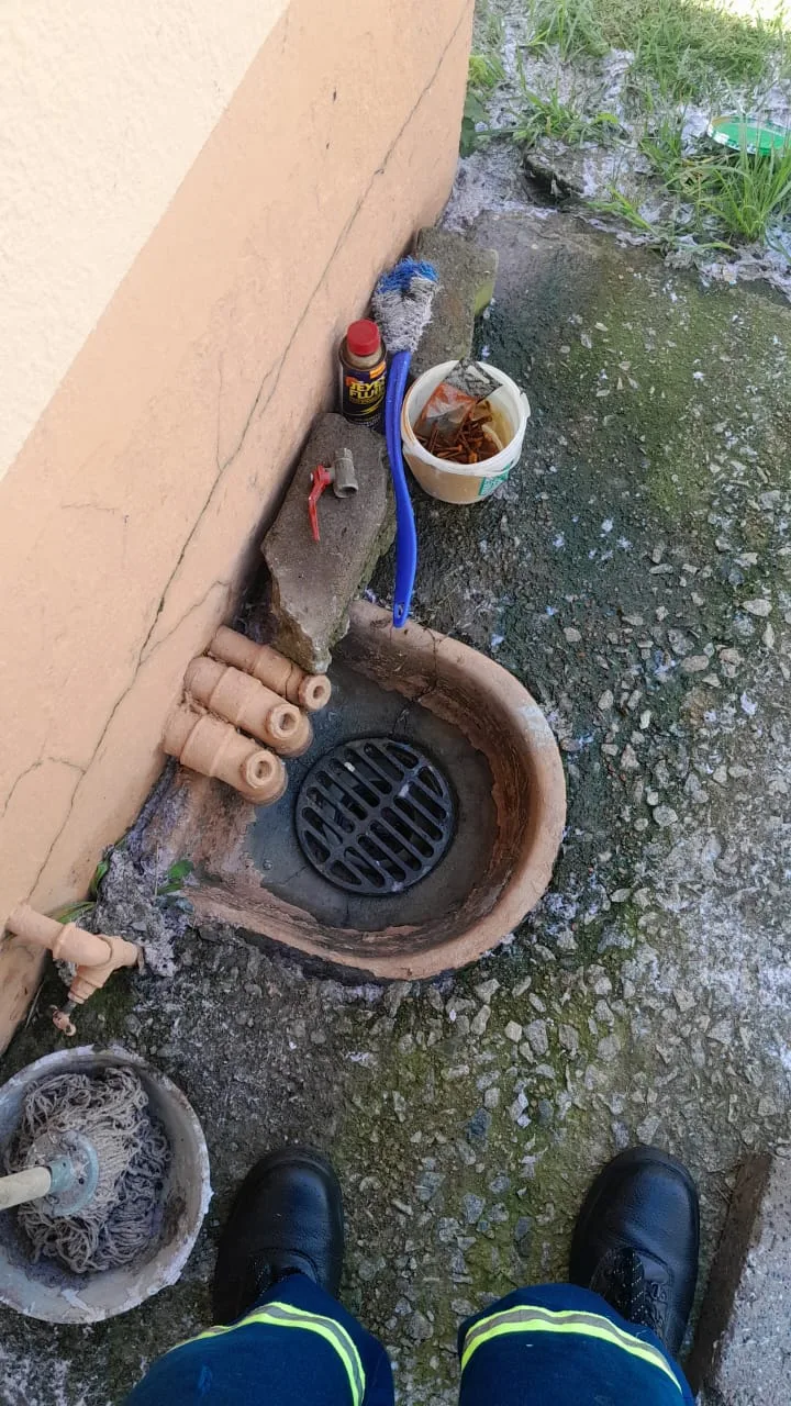 Tree roots removed from a blocked drain pipe