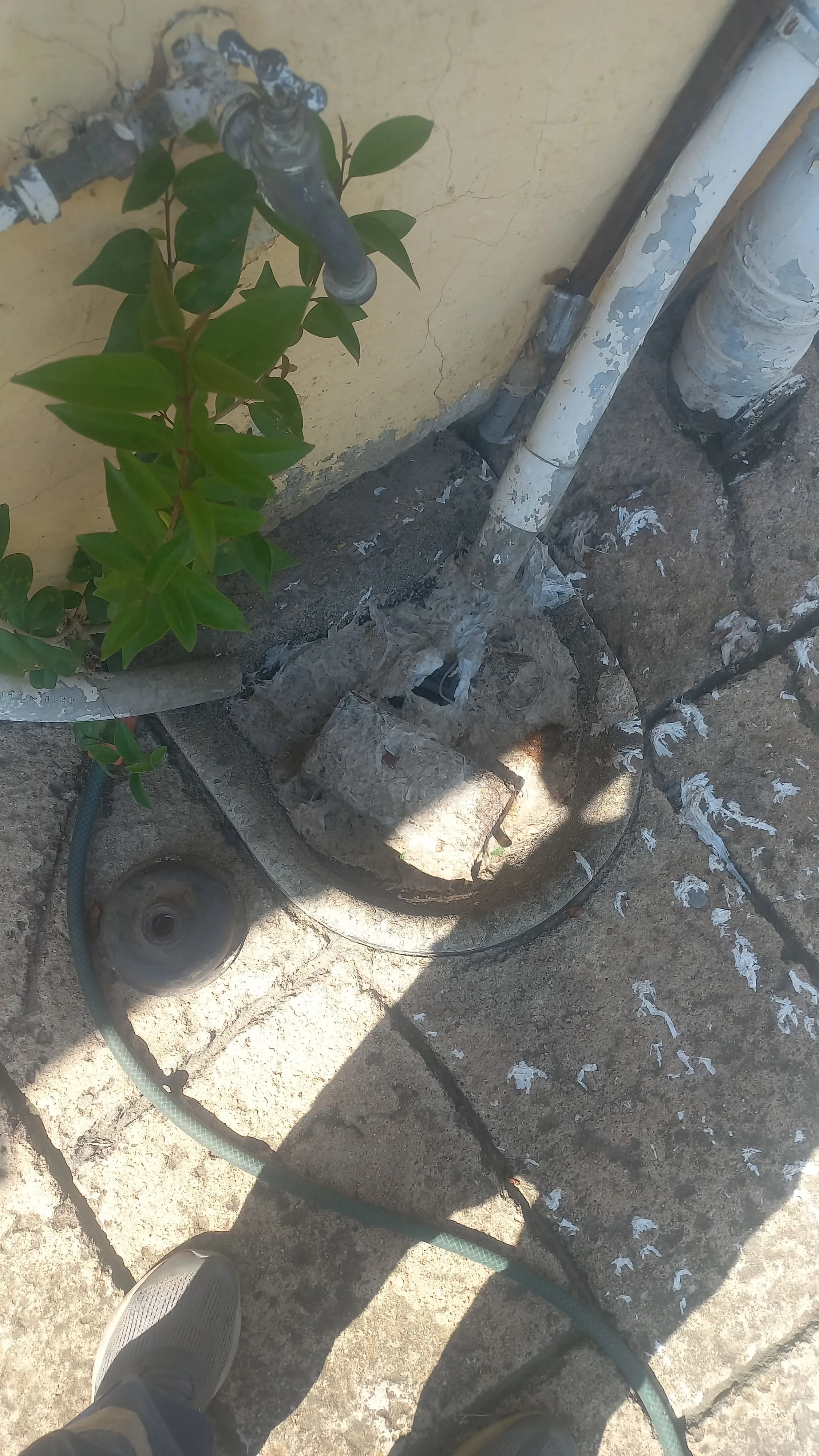 Tree roots removed from a blocked drain pipe