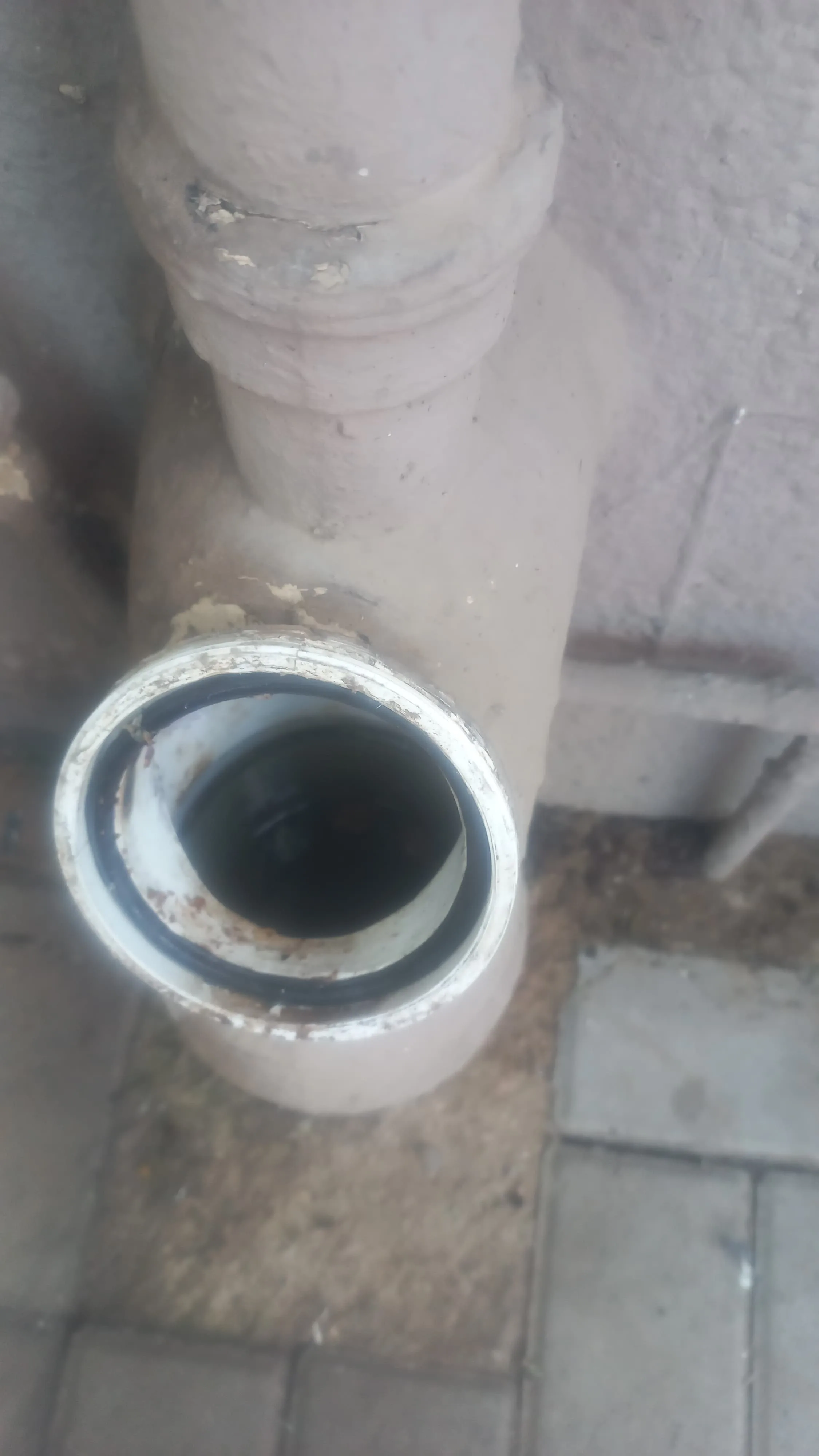 Tree roots removed from a blocked drain pipe