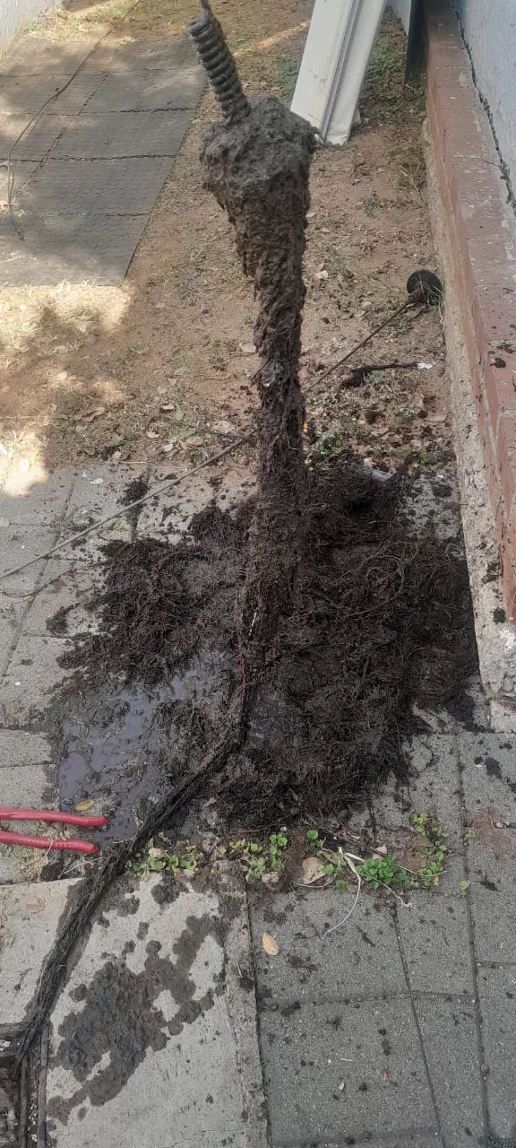 Tree roots removed from a blocked drain pipe