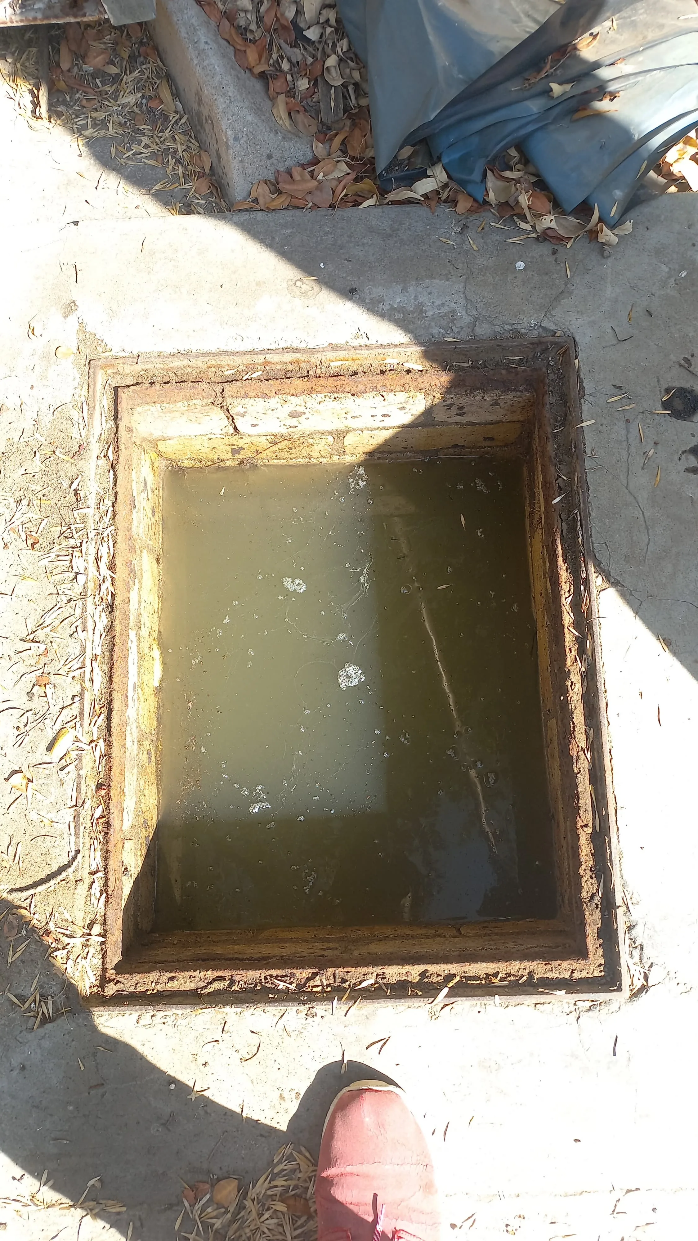 Tree roots removed from a blocked drain pipe