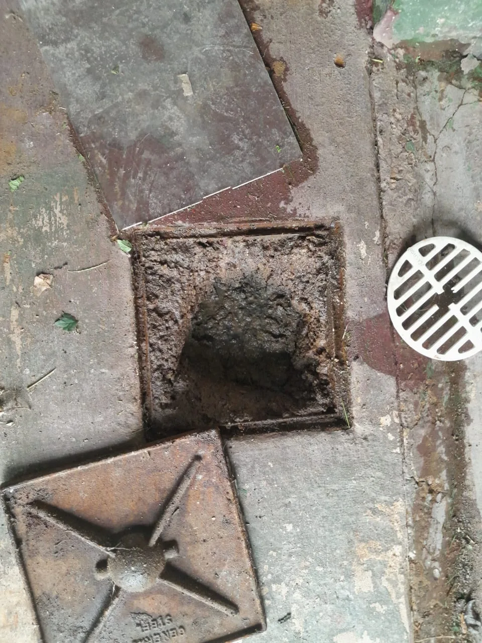Tree roots removed from a blocked drain pipe