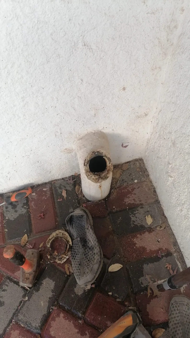 Tree roots removed from a blocked drain pipe