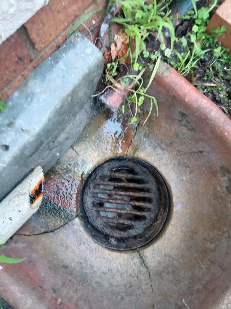 Tree roots removed from a blocked drain pipe