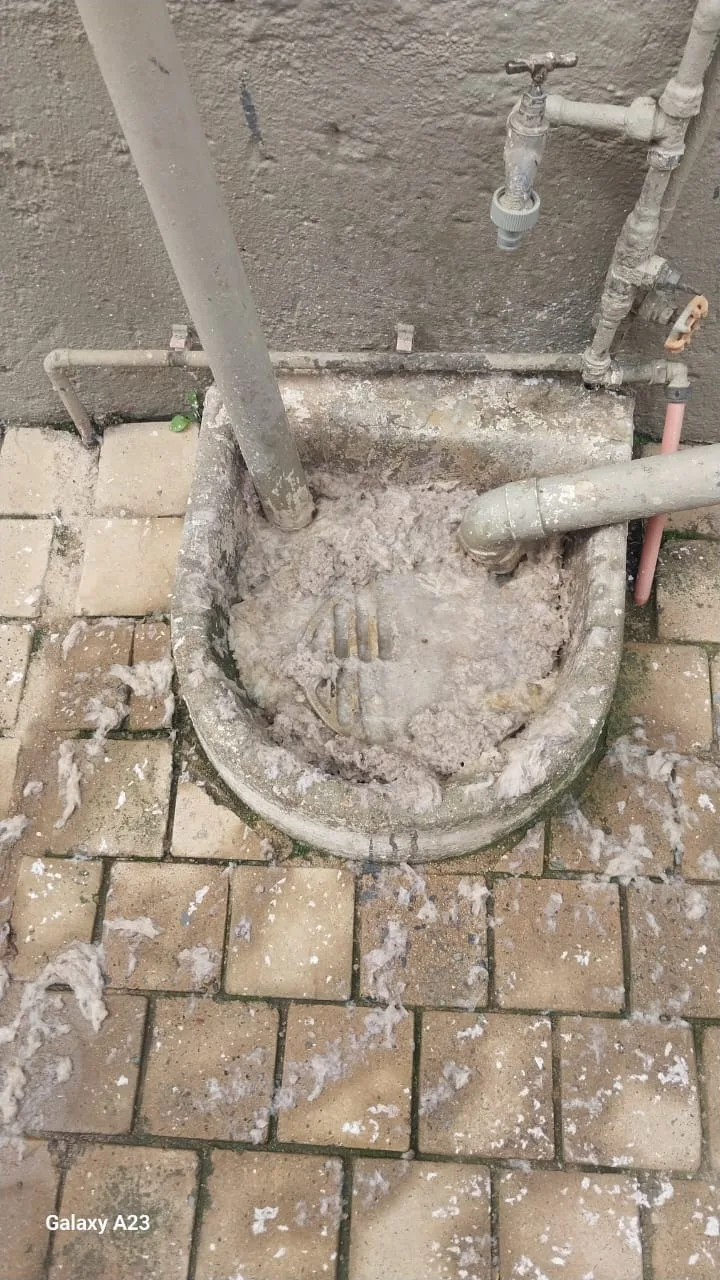 Tree roots removed from a blocked drain pipe