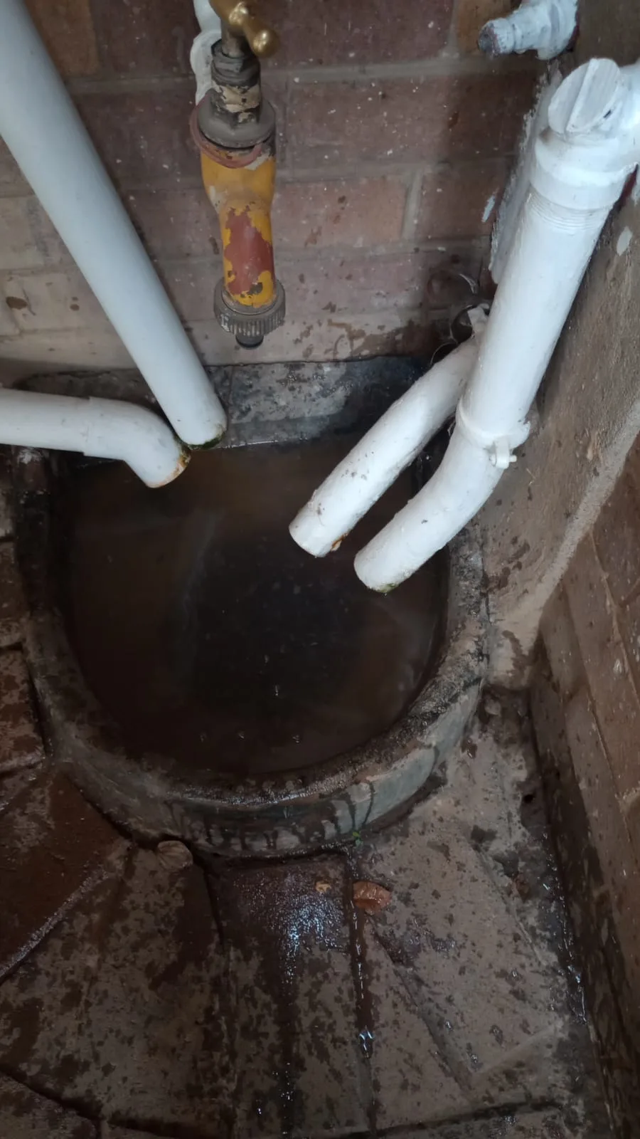 Tree roots removed from a blocked drain pipe