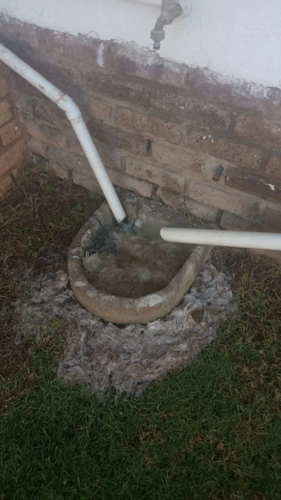 Tree roots removed from a blocked drain pipe