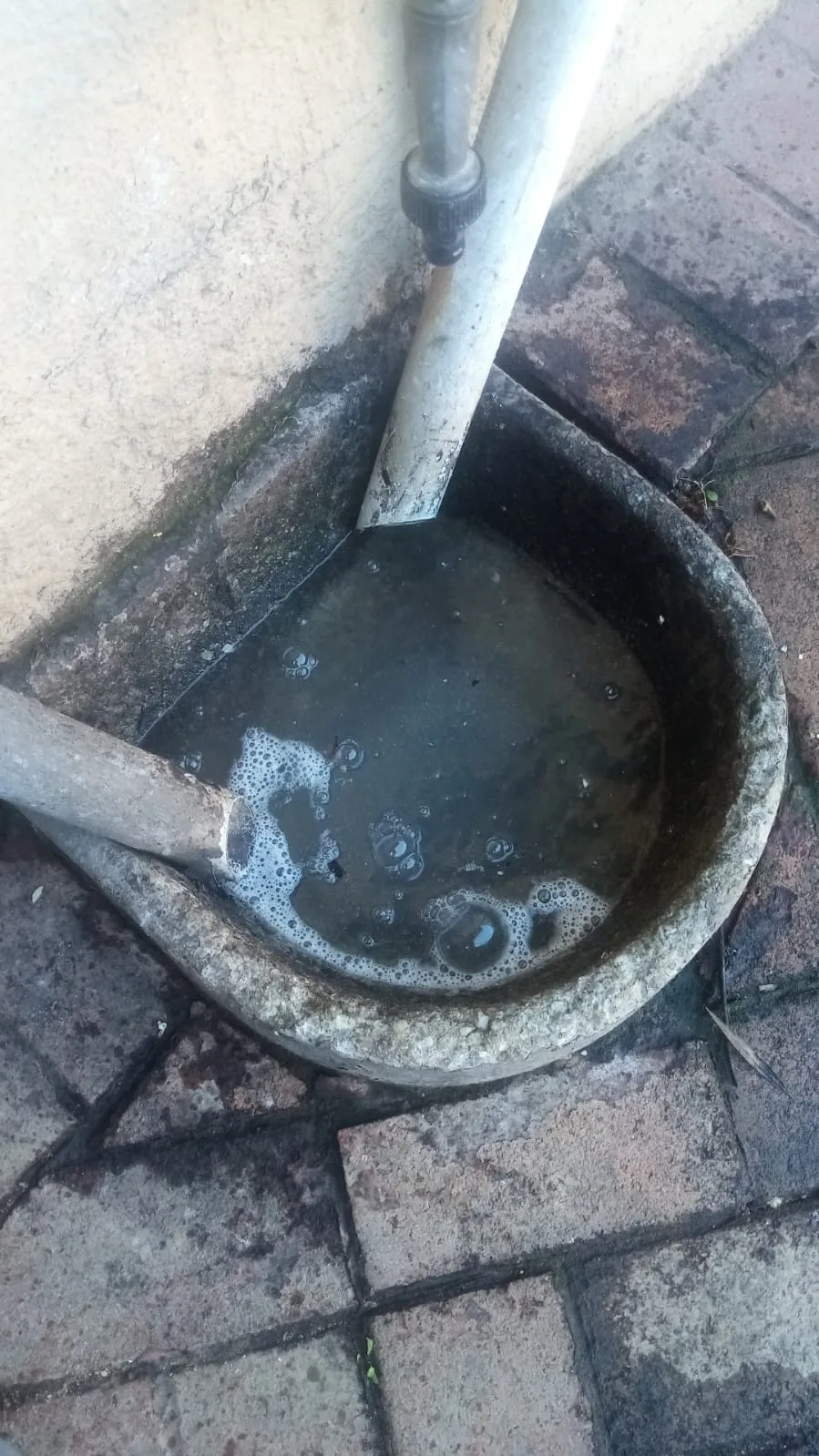 Tree roots removed from a blocked drain pipe