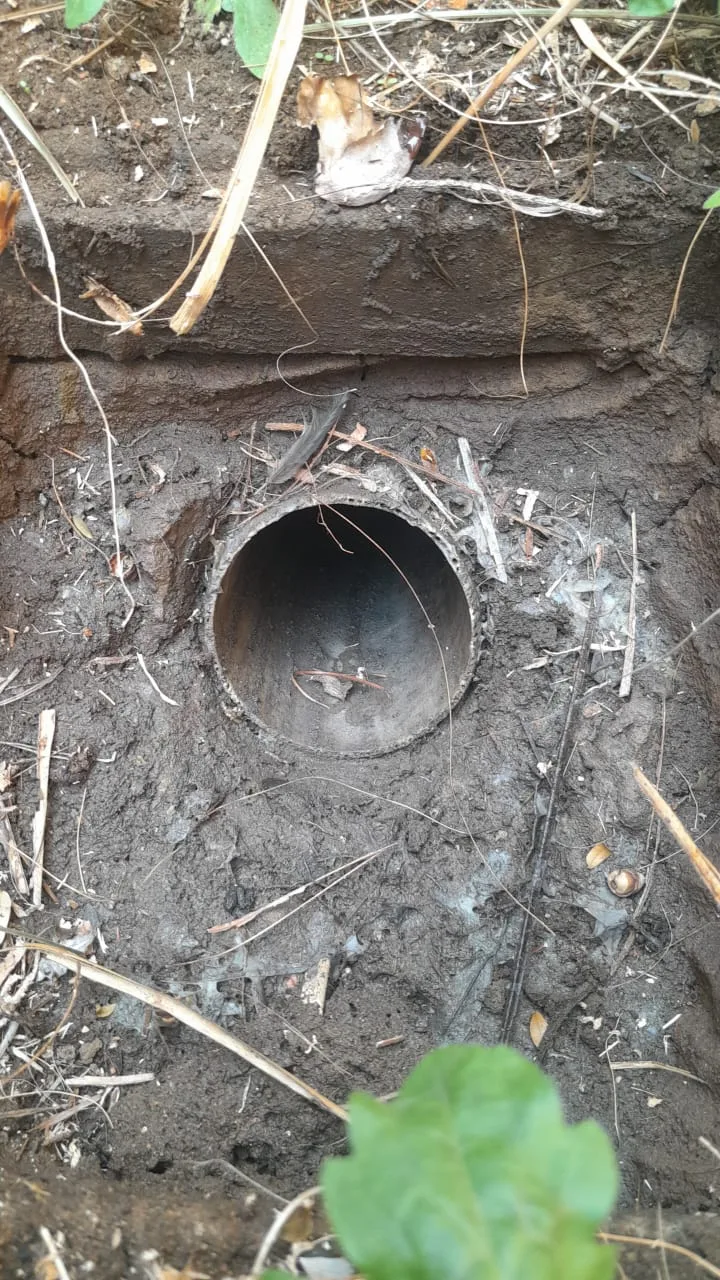 Tree roots removed from a blocked drain pipe