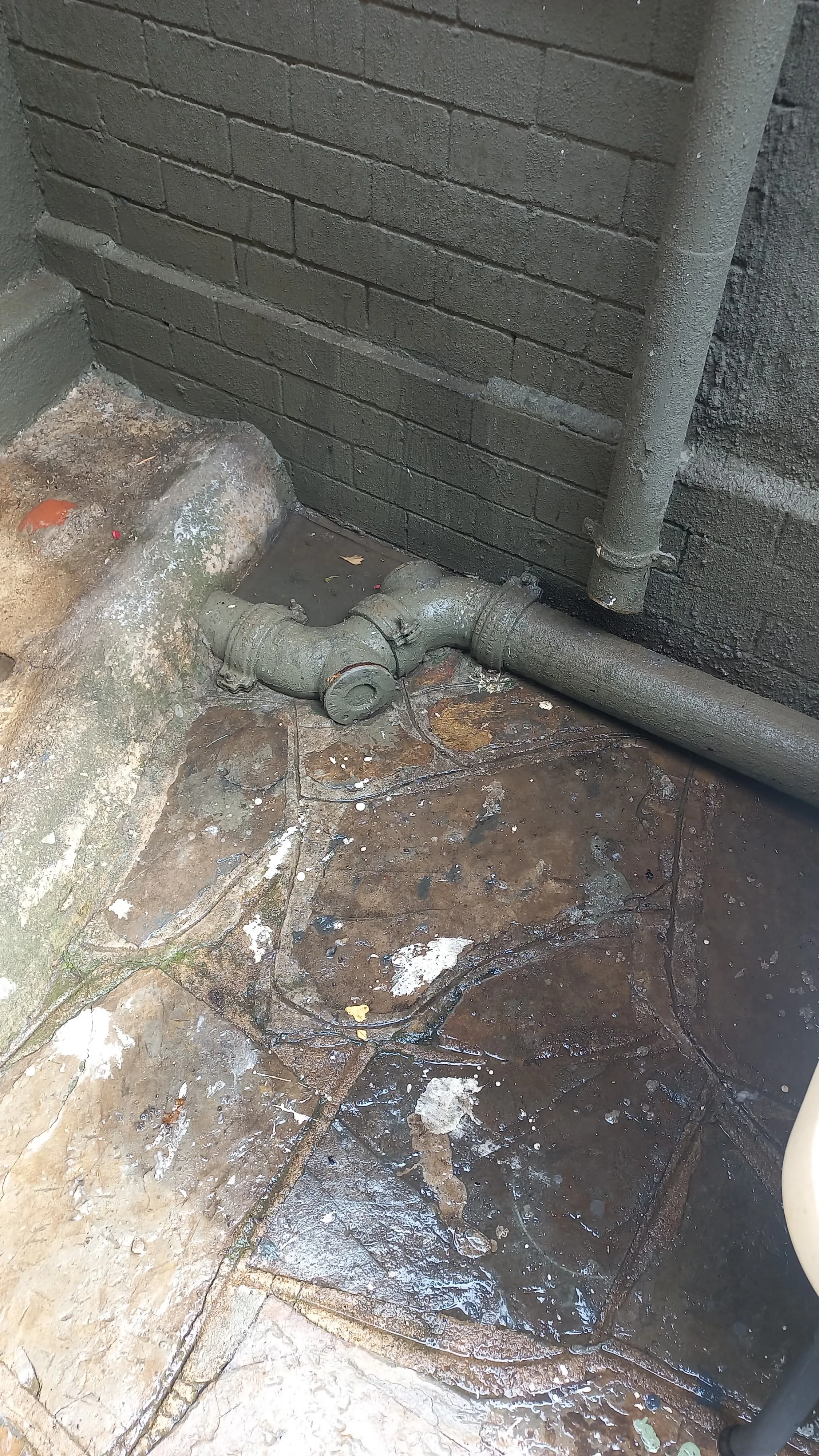 Tree roots removed from a blocked drain pipe