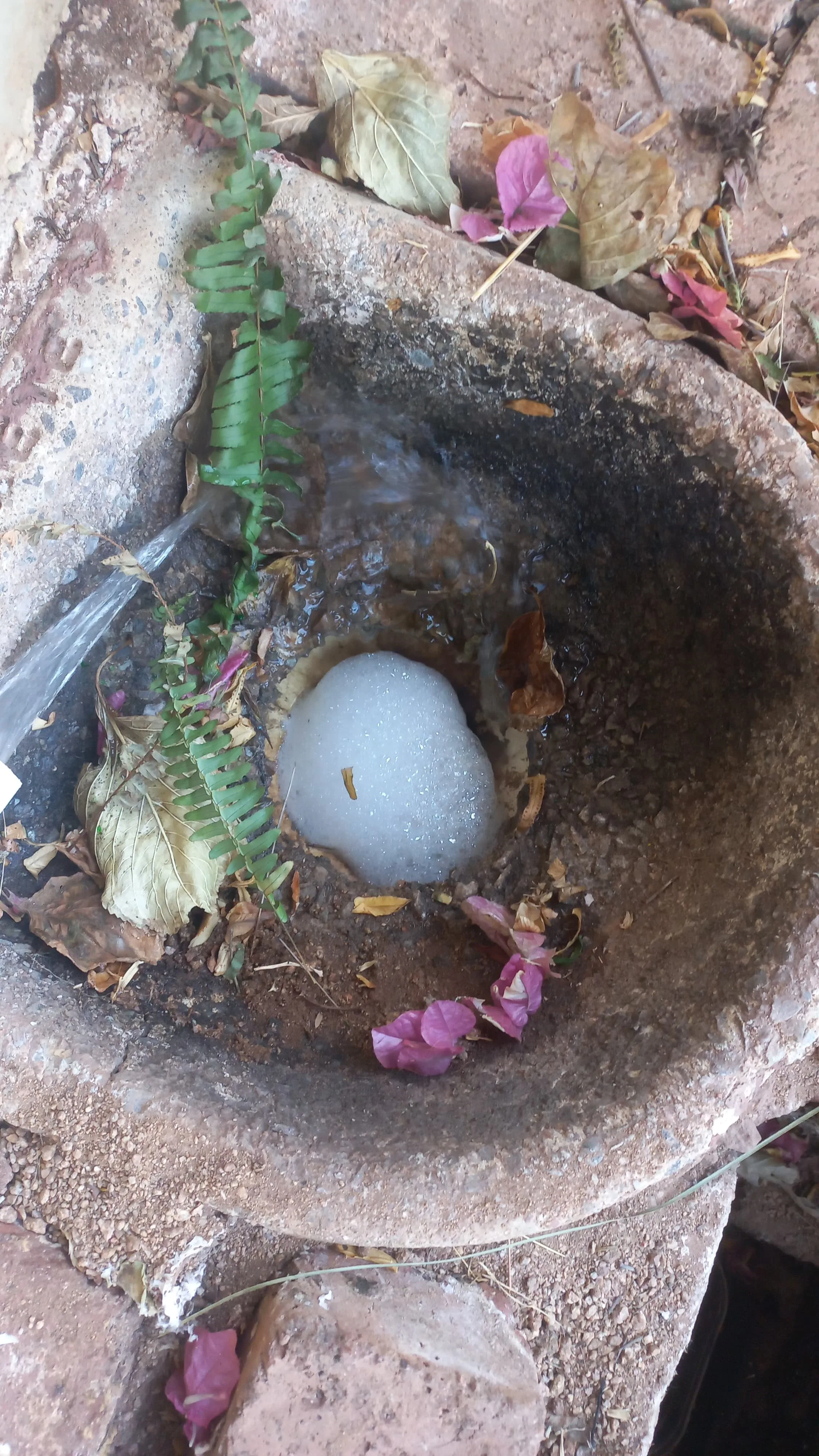 Tree roots removed from a blocked drain pipe