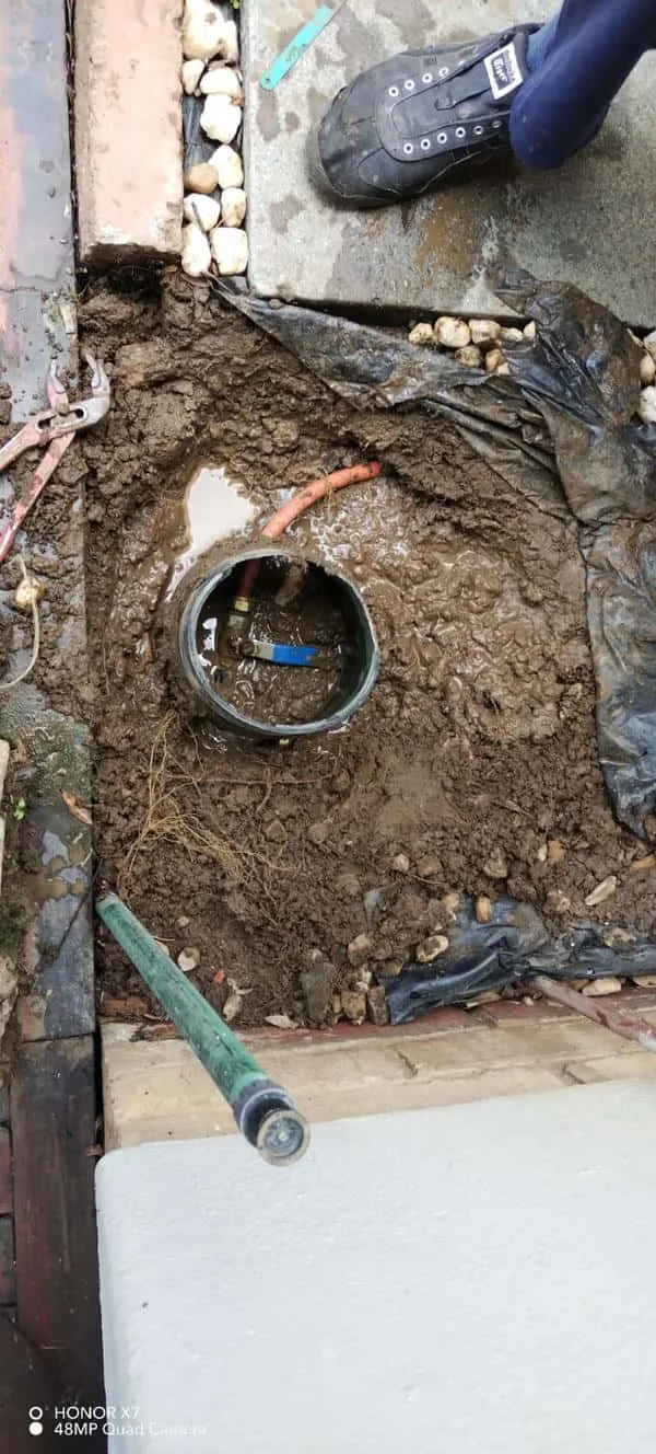 Tree roots removed from a blocked drain pipe