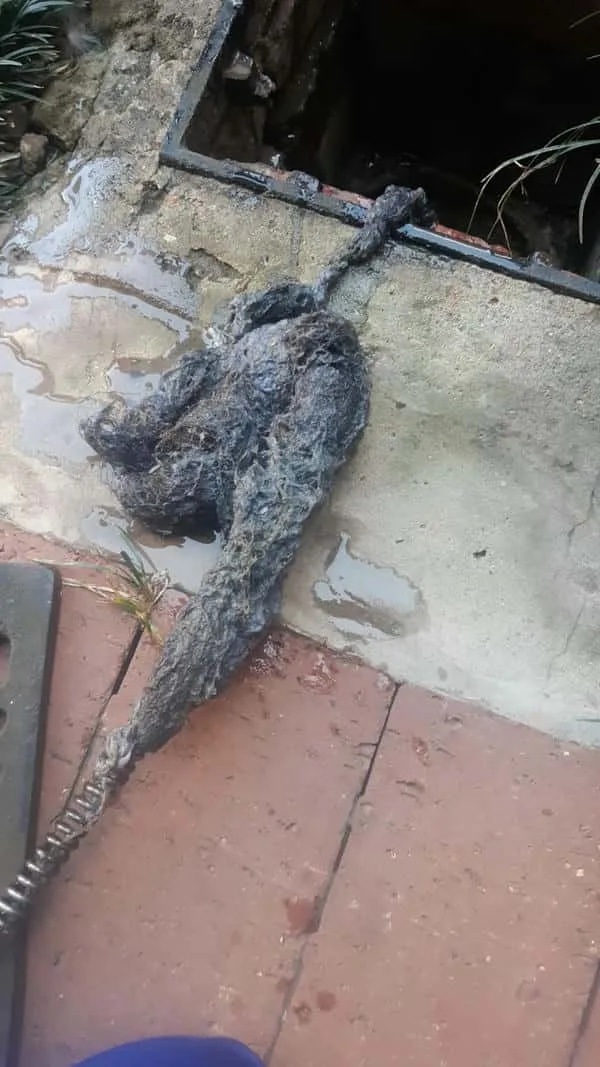 Blocked drain cleaning repair in Kensington