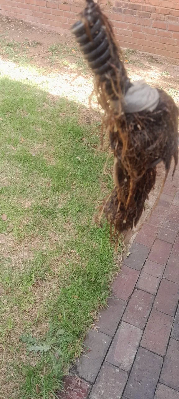 Tree roots removed from a blocked drain pipe