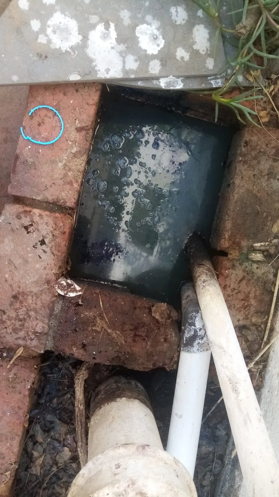 Tree roots removed from a blocked drain pipe