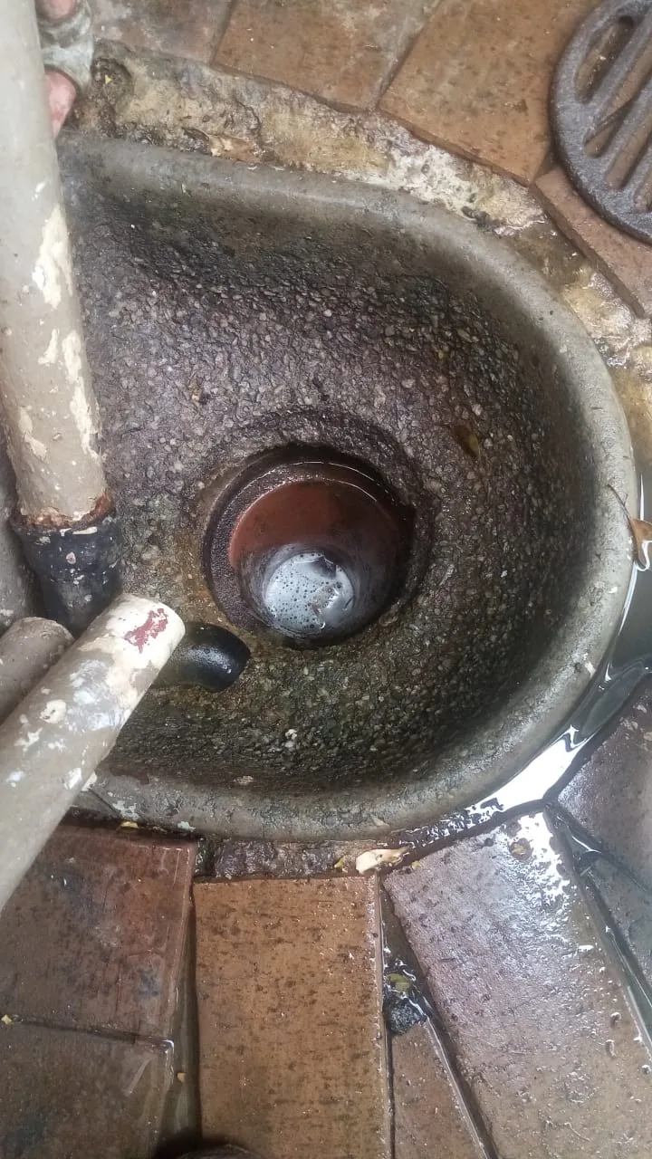 Tree roots removed from a blocked drain pipe