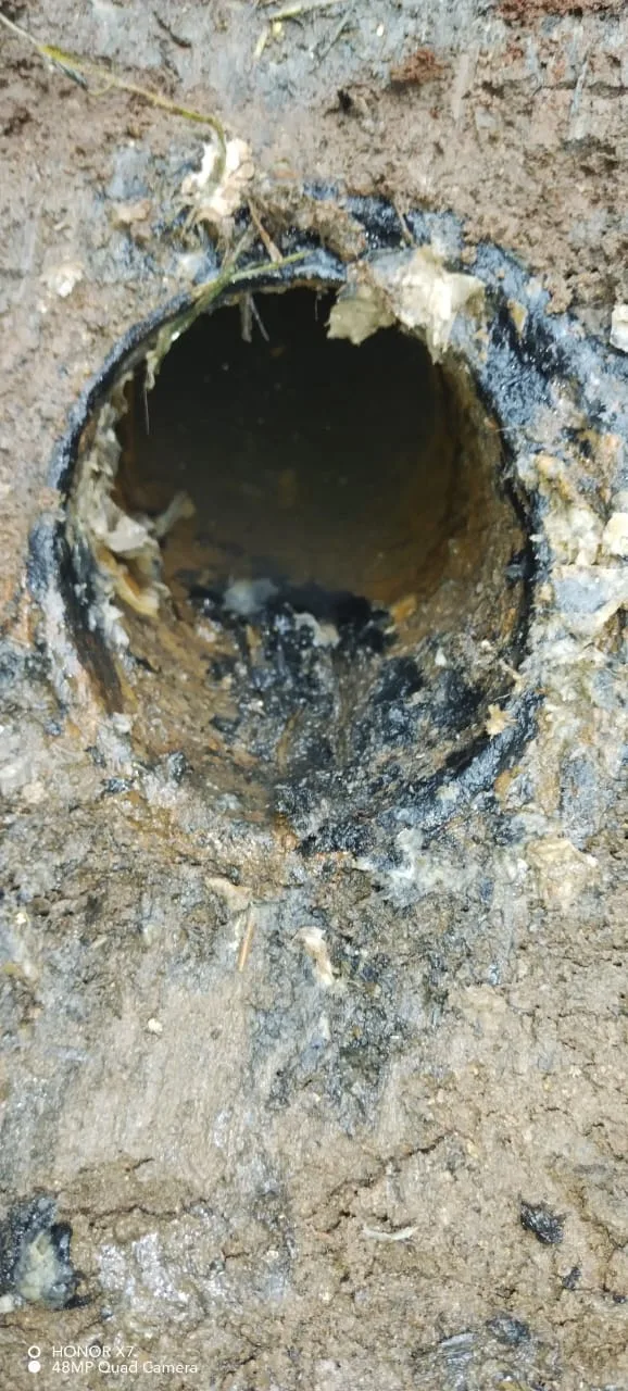 Tree roots removed from a blocked drain pipe