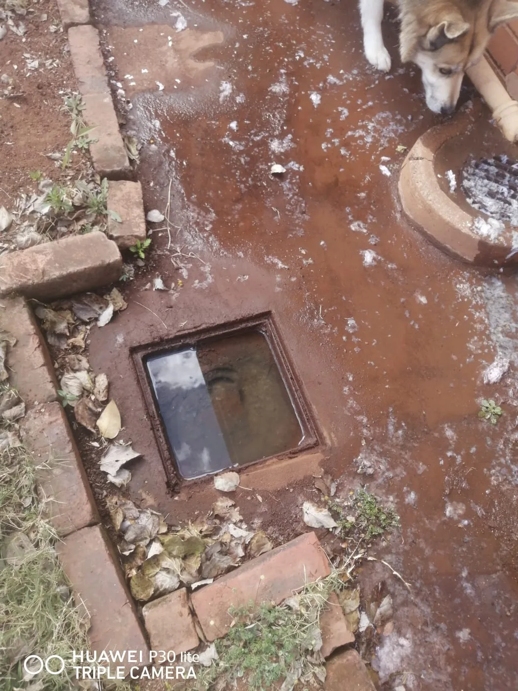 Tree roots removed from a blocked drain pipe