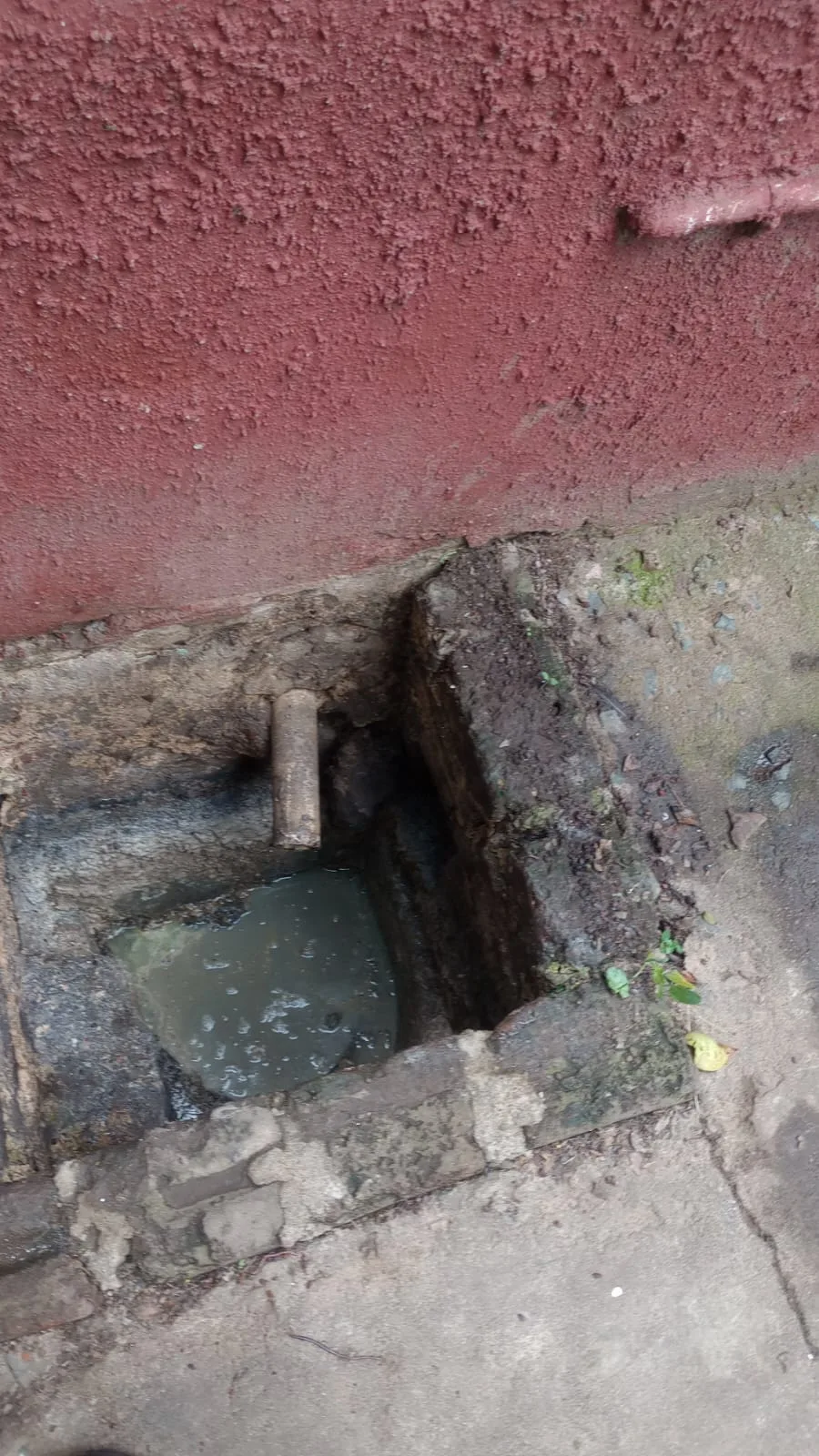 Tree roots removed from a blocked drain pipe