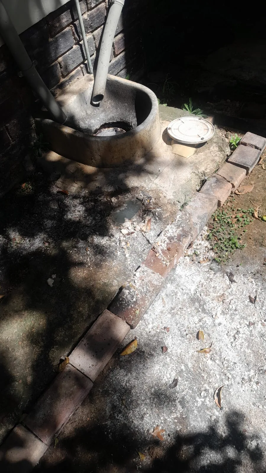 Tree roots removed from a blocked drain pipe