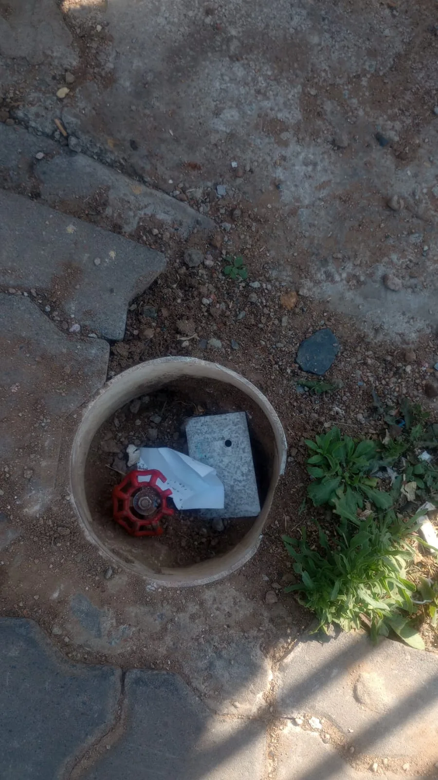 Tree roots removed from a blocked drain pipe