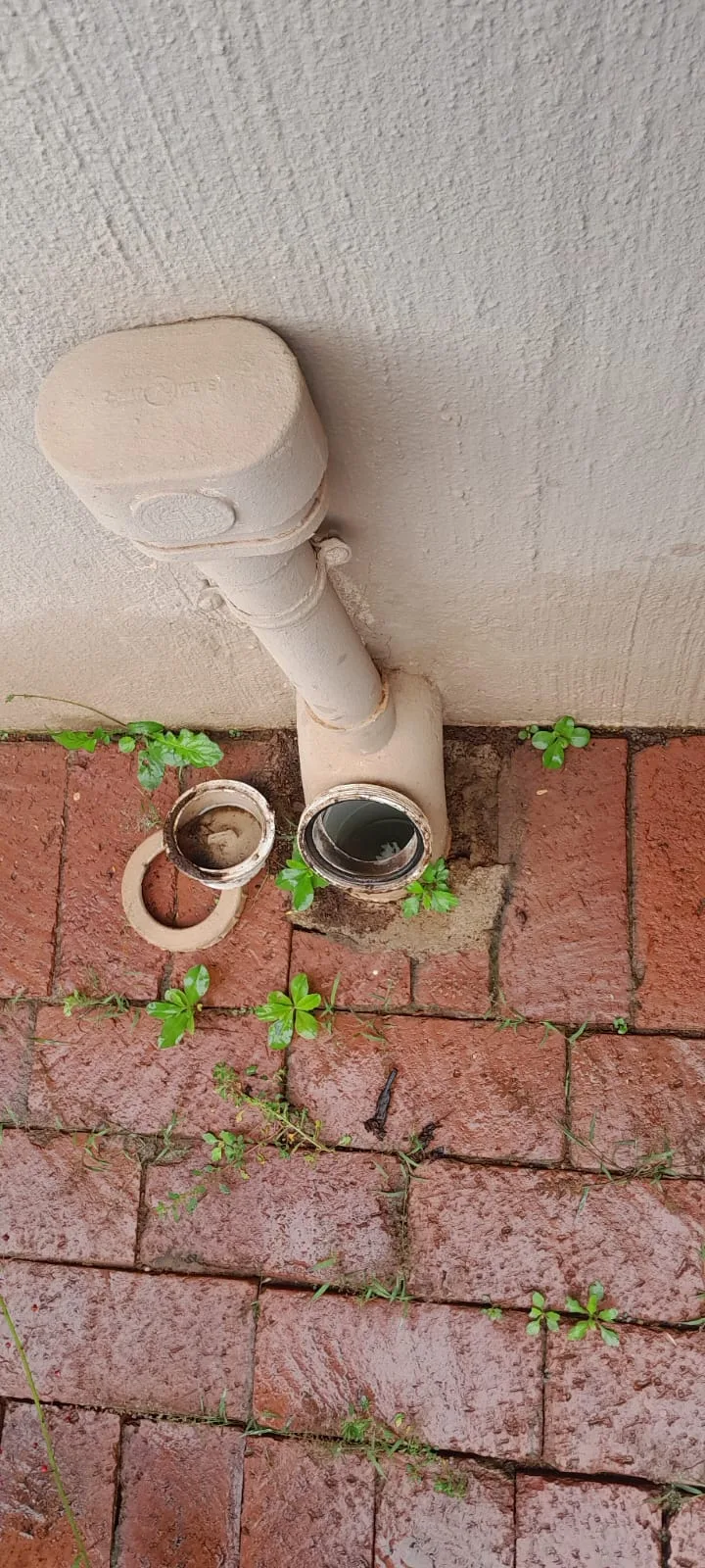 Tree roots removed from a blocked drain pipe