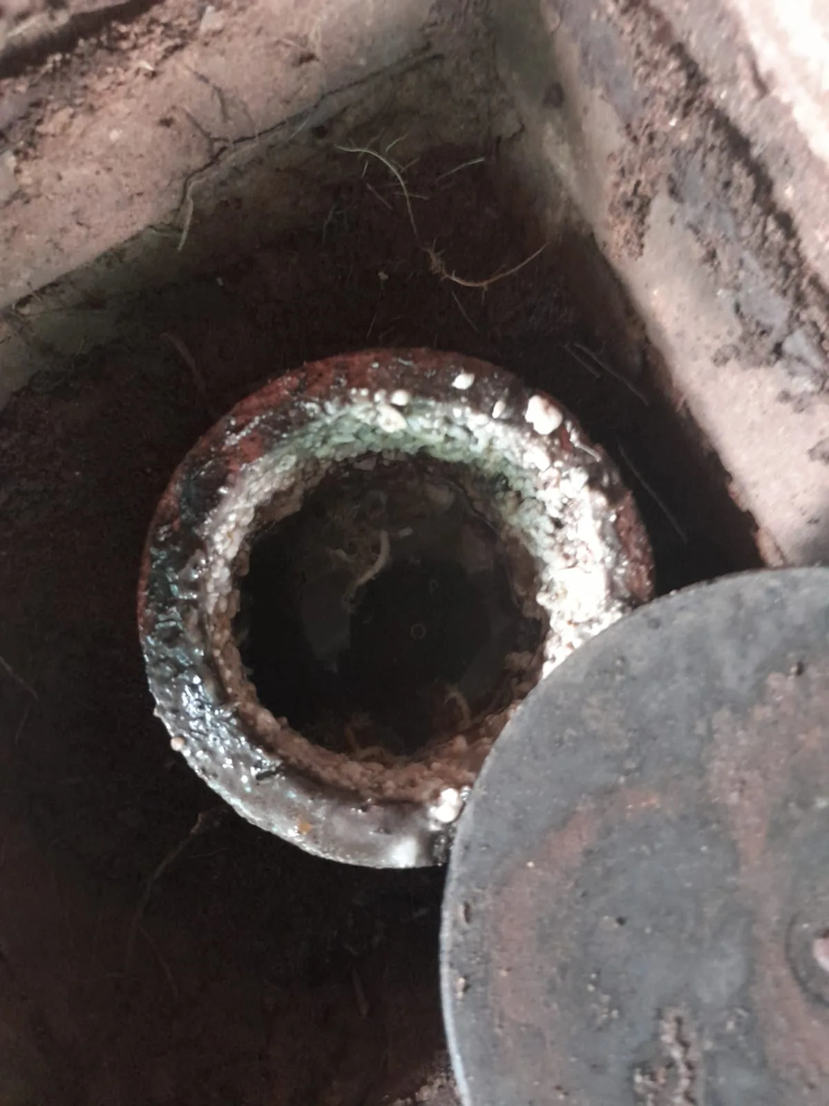 Tree roots removed from a blocked drain pipe