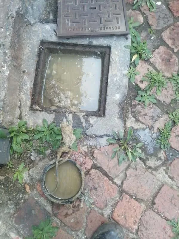 Tree roots removed from a blocked drain pipe
