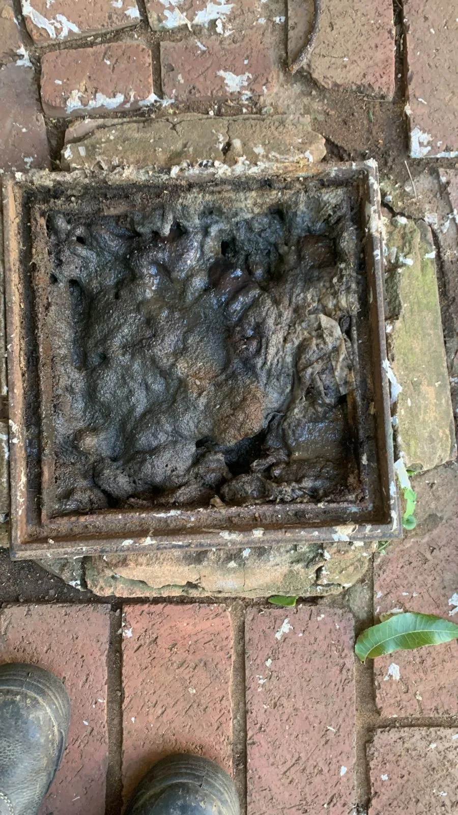 Tree roots removed from a blocked drain pipe