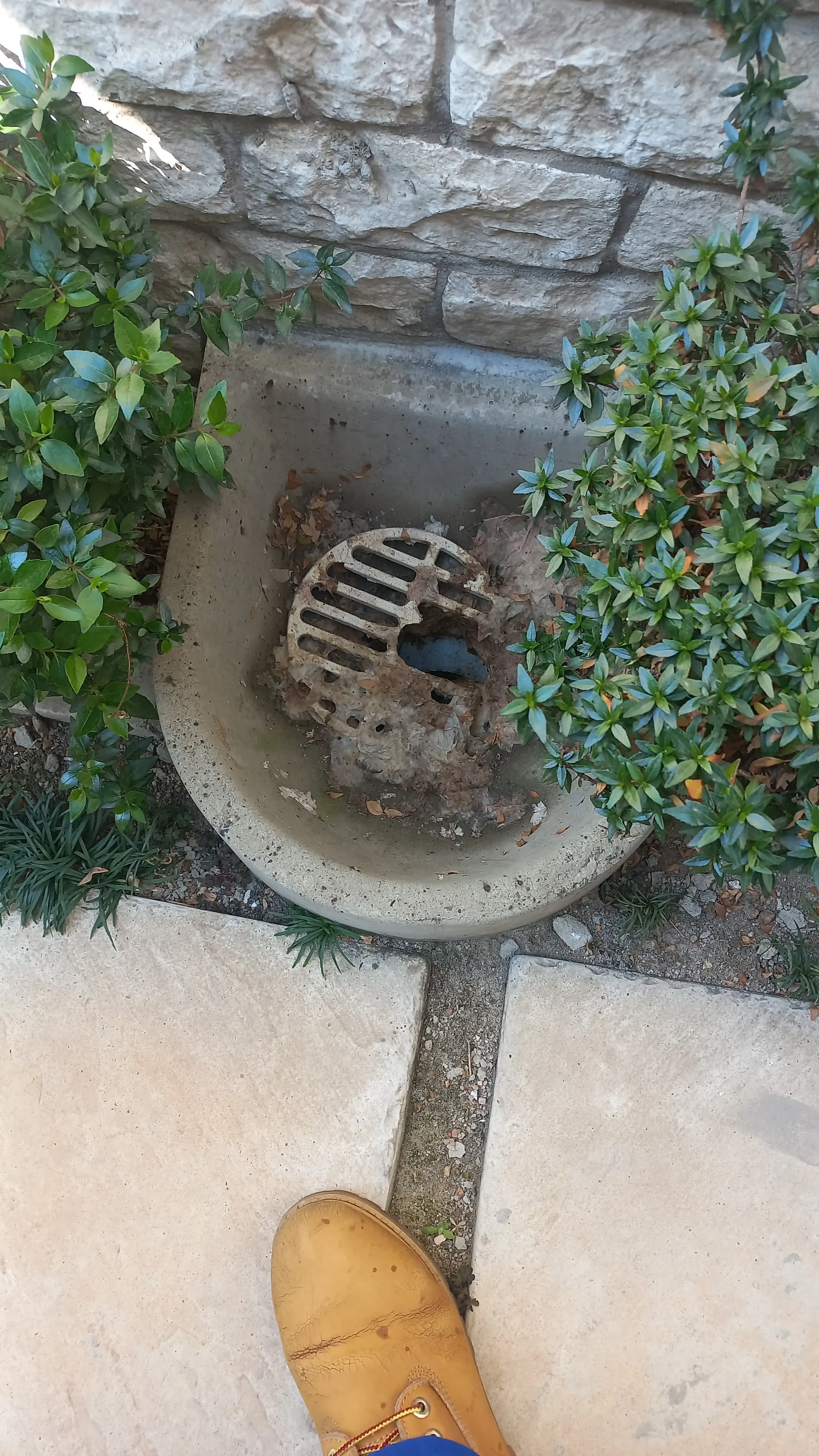 Tree roots removed from a blocked drain pipe