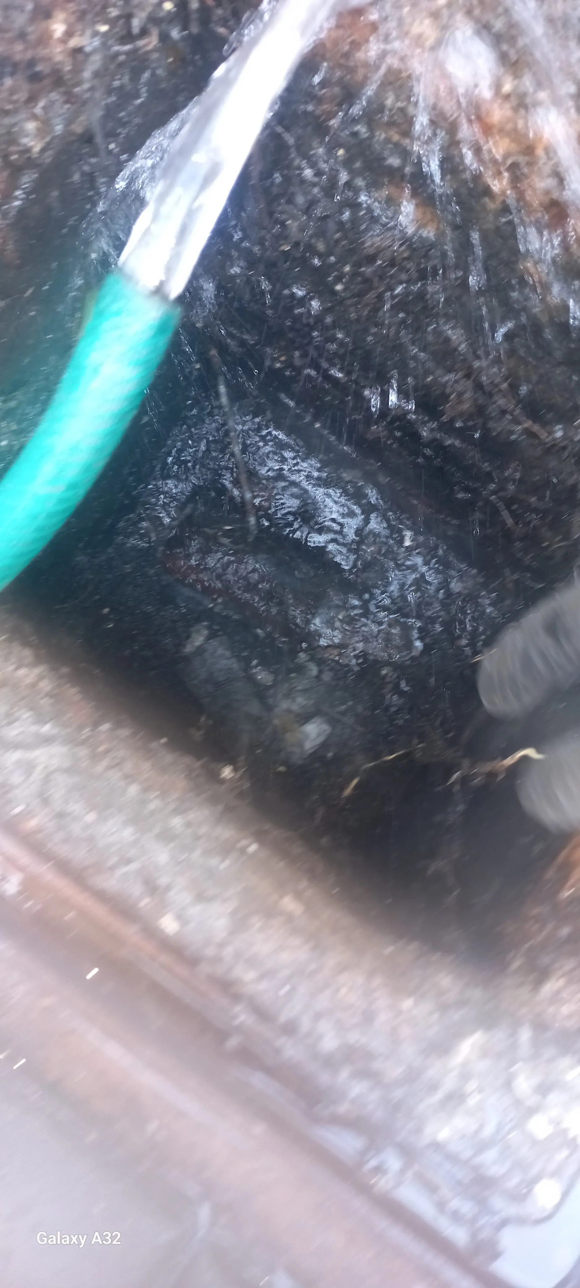 Tree roots removed from a blocked drain pipe
