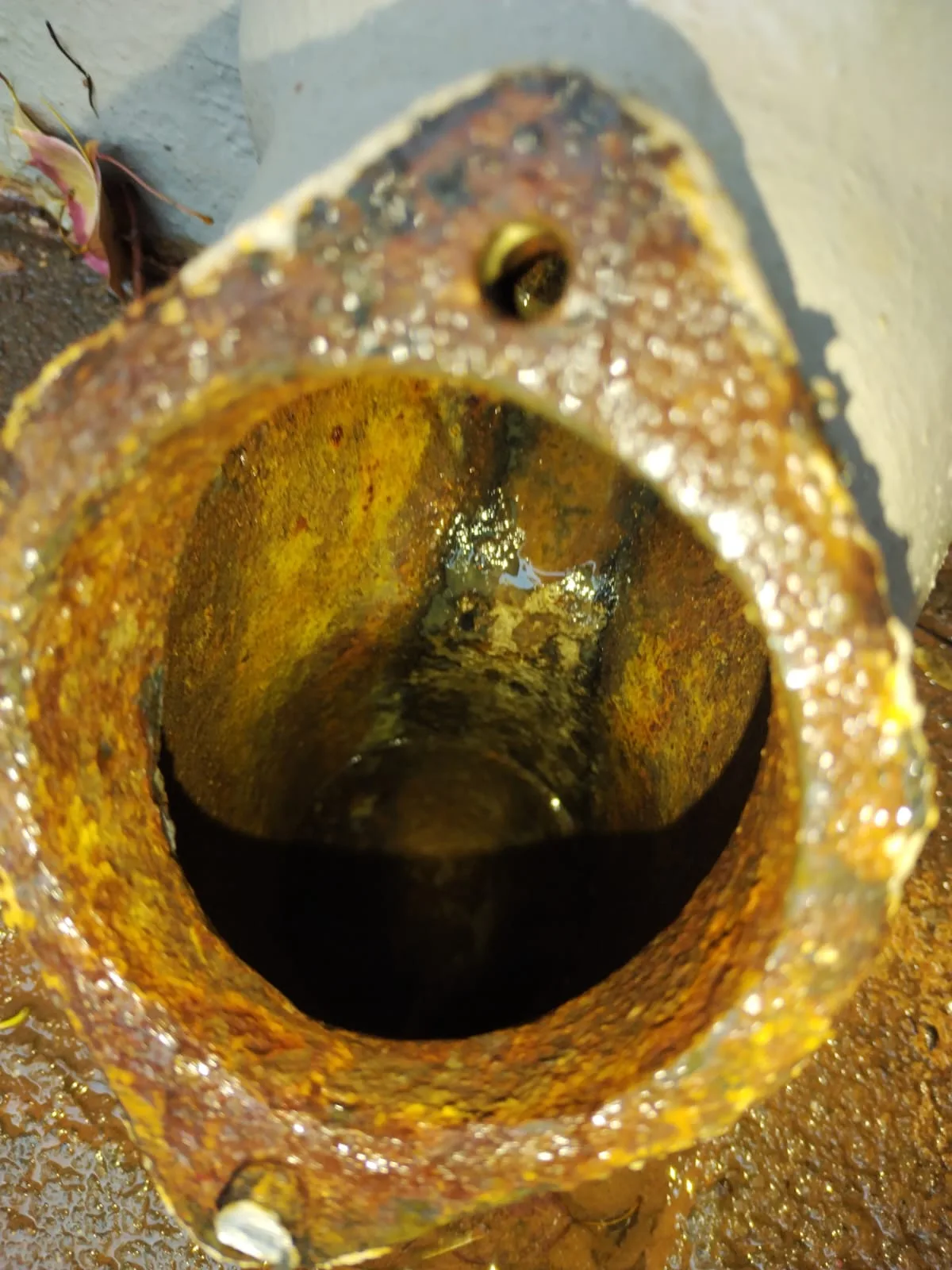 Tree roots removed from a blocked drain pipe