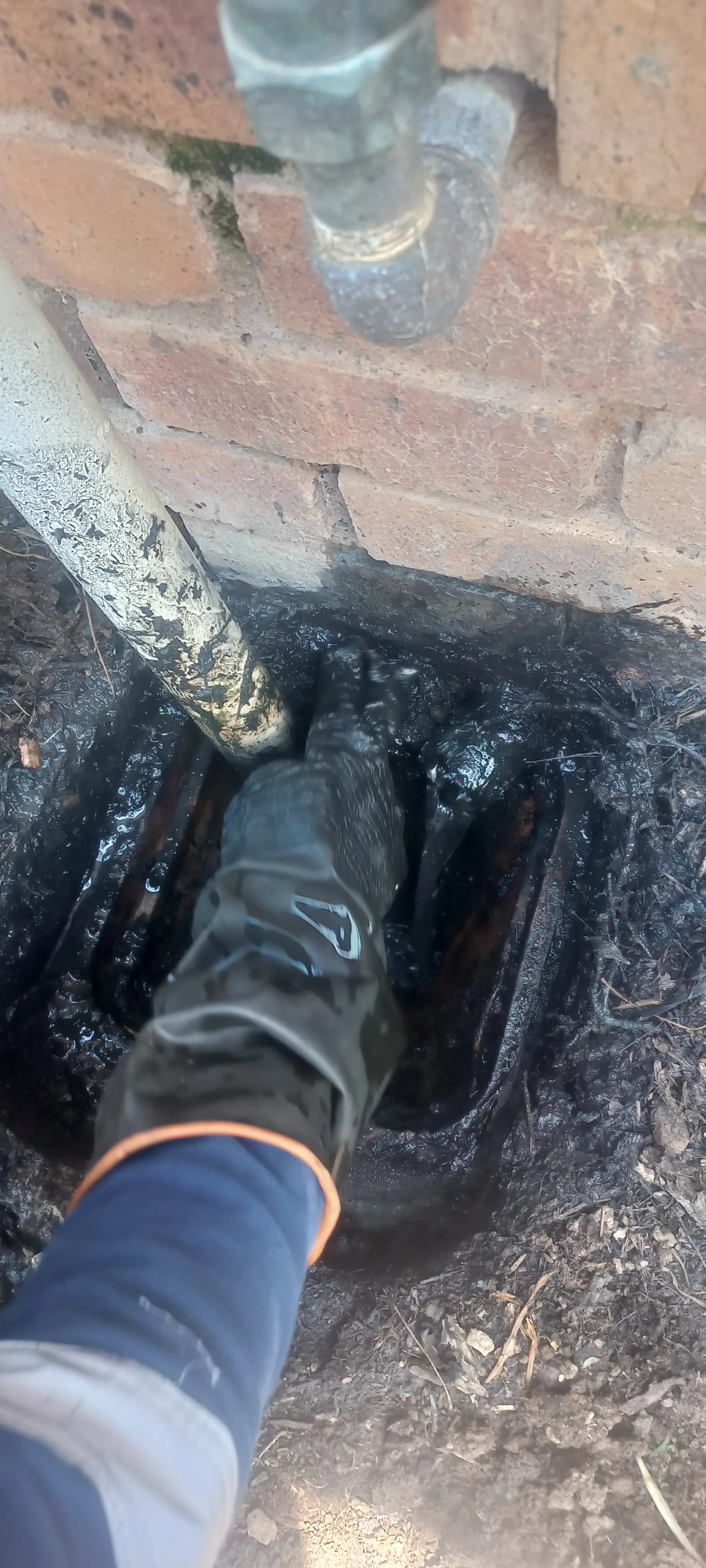 Tree roots removed from a blocked drain pipe