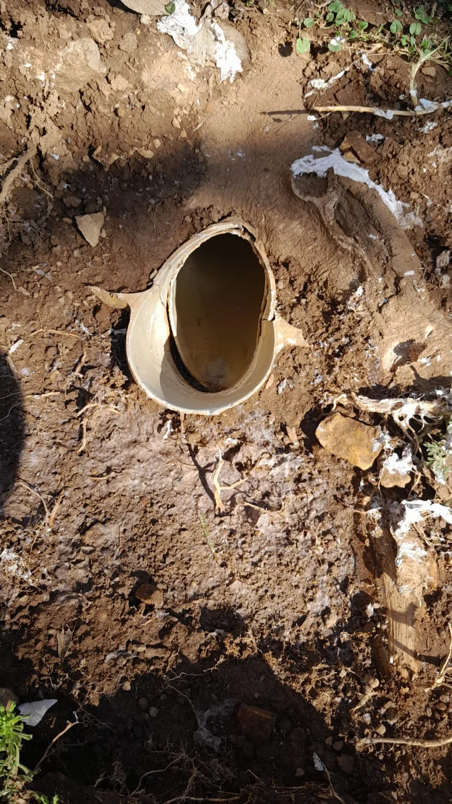 Tree roots removed from a blocked drain pipe
