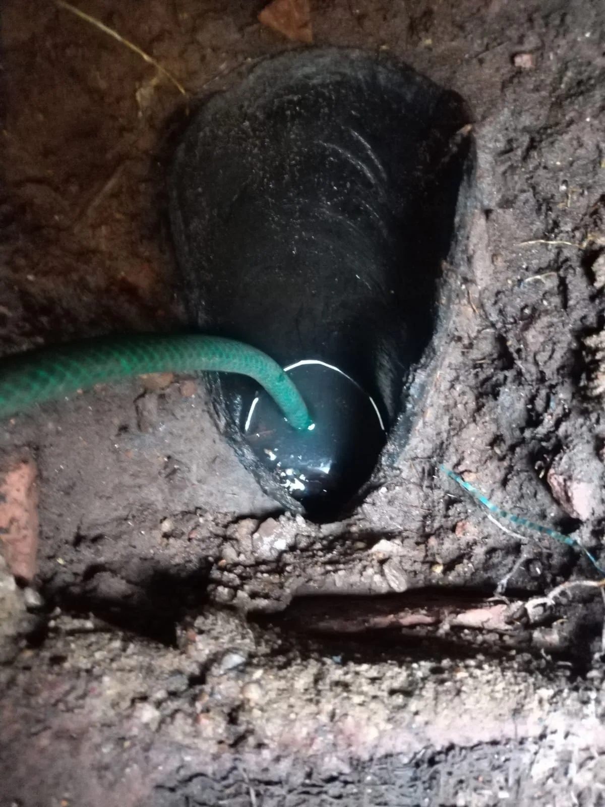 Tree roots removed from a blocked drain pipe